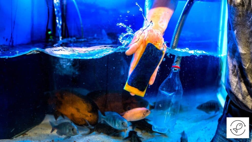 Man cleaning an aquarium
