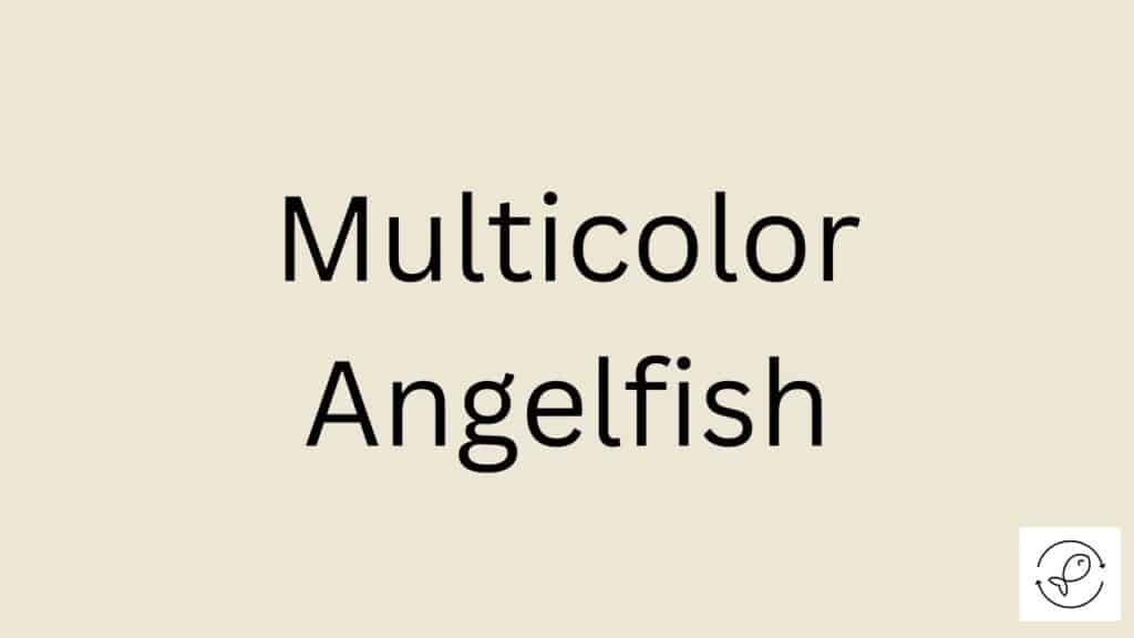 Multicolor Angelfish Featured Image