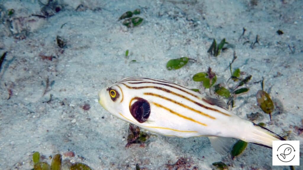 Narrow-lined Puffer