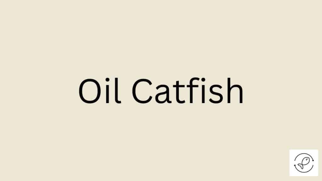 Oil Catfish Featured Image