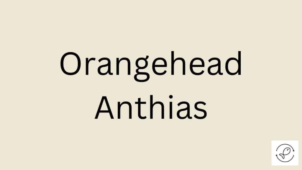 Orangehead Anthias Featured Image