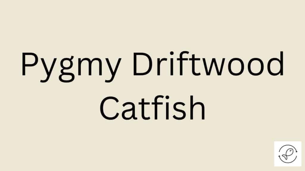 Pygmy Driftwood Catfish Featured Image