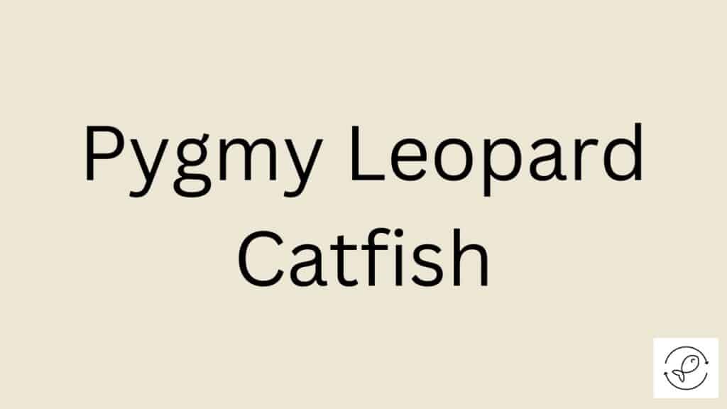 Pygmy Leopard Catfish Featured Image