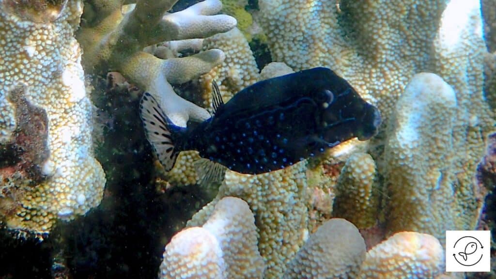 Reticulate Boxfish