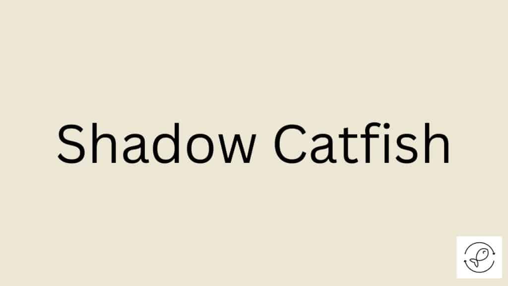 Shadow Catfish Featured Image