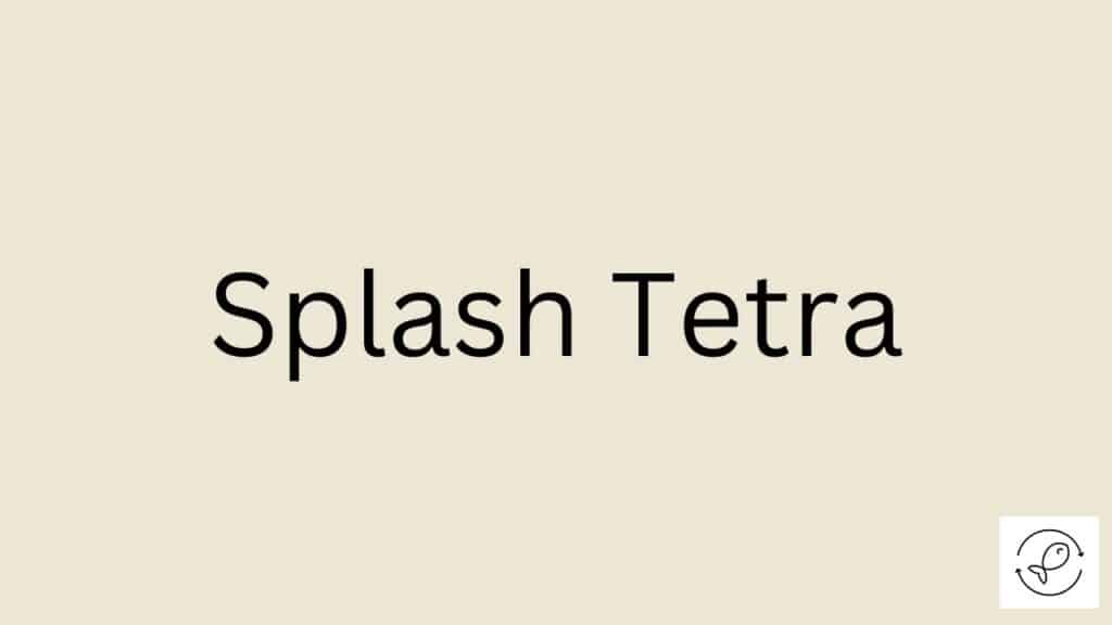 Splash Tetra Featured Image