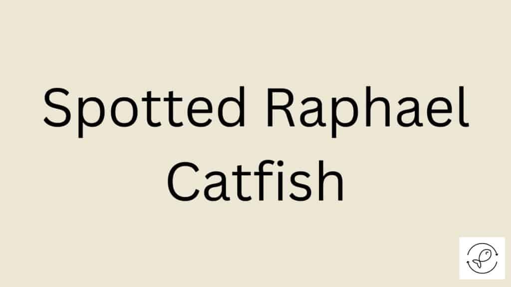 Spotted Raphael Catfish Featured Image