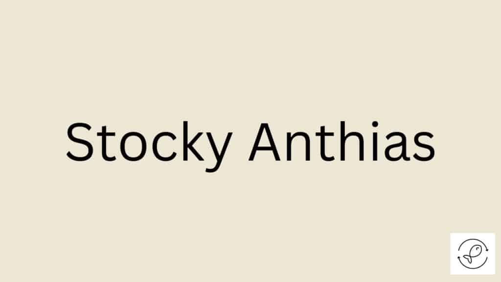 Stocky Anthias Featured Image