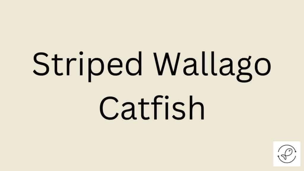 Striped Wallago Catfish Featured Image