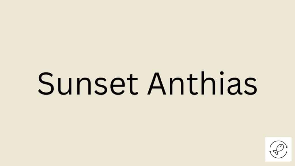 Sunset Anthias Featured Image