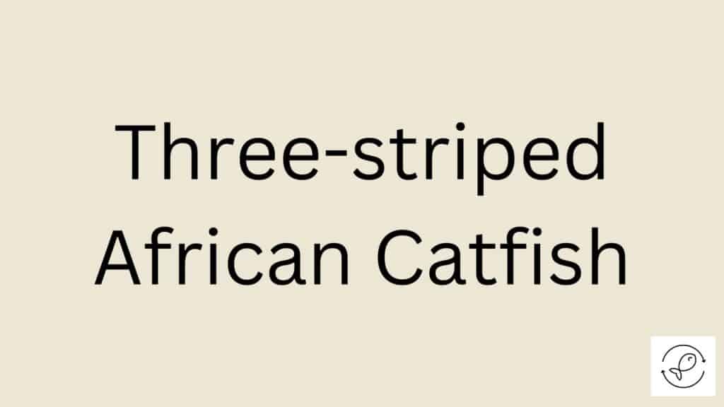 Three-striped African Catfish Featured Image