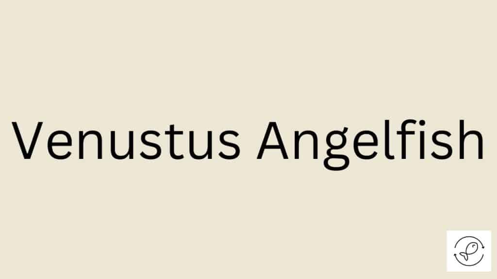 Venustus Angelfish Featured Image