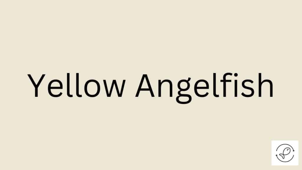Yellow Angelfish Featured Image
