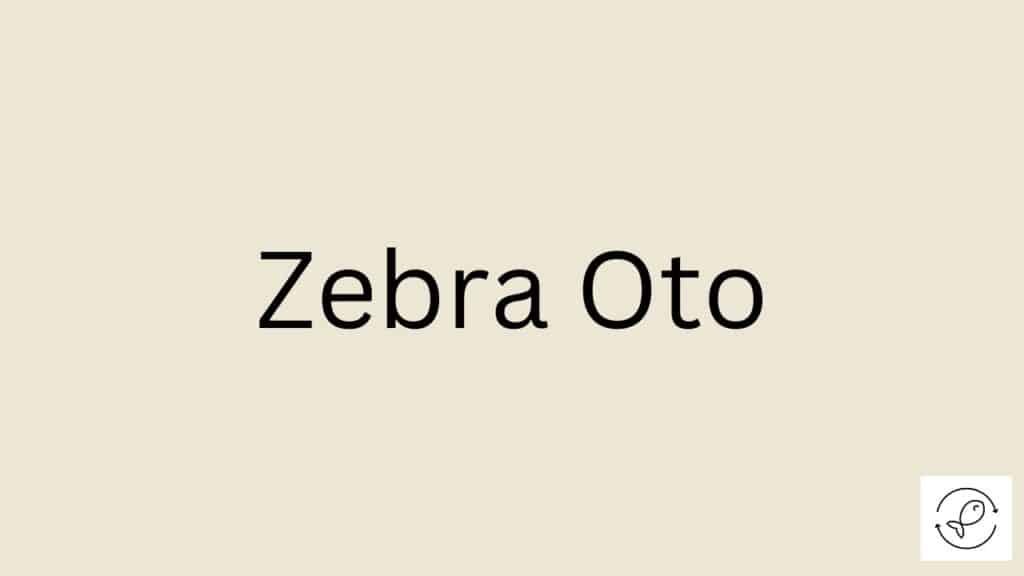 zebra Oto Featured Image