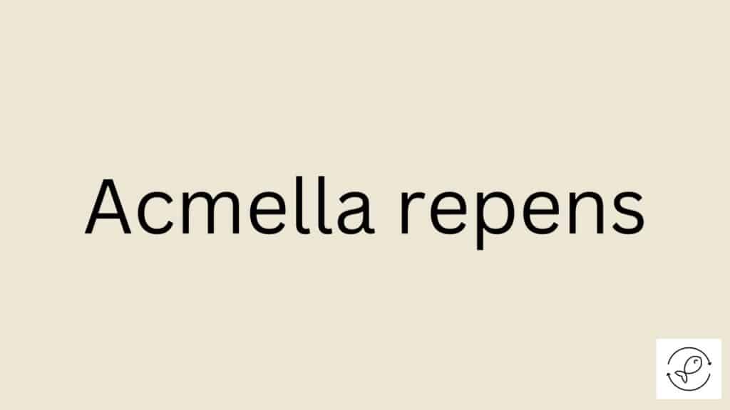 Acmella repens Featured Image
