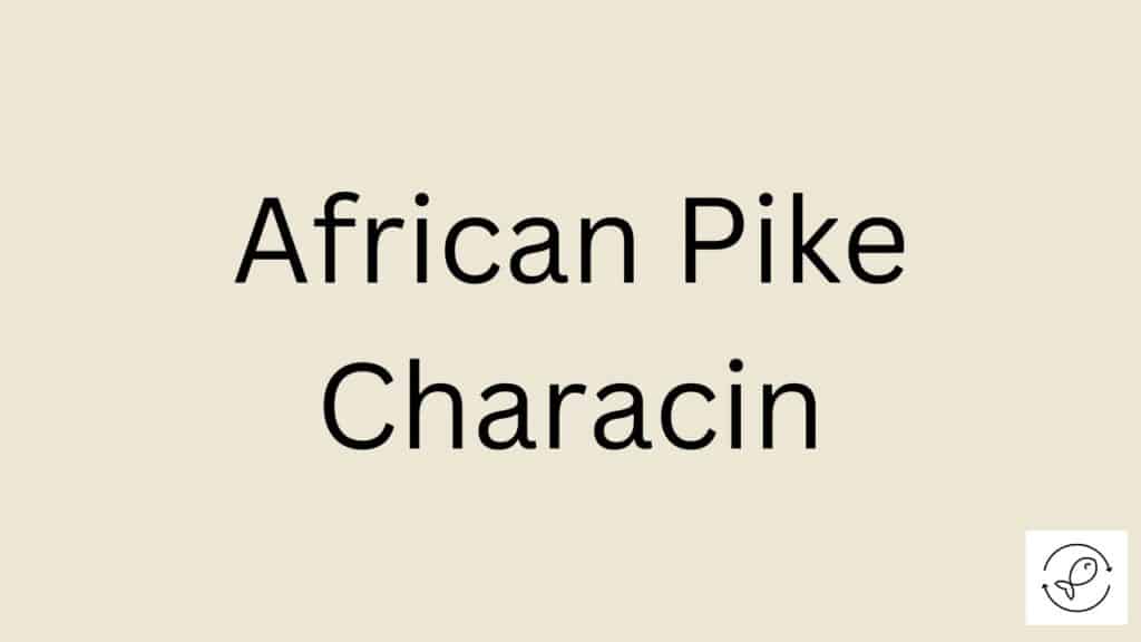 African Pike Characin Featured Image