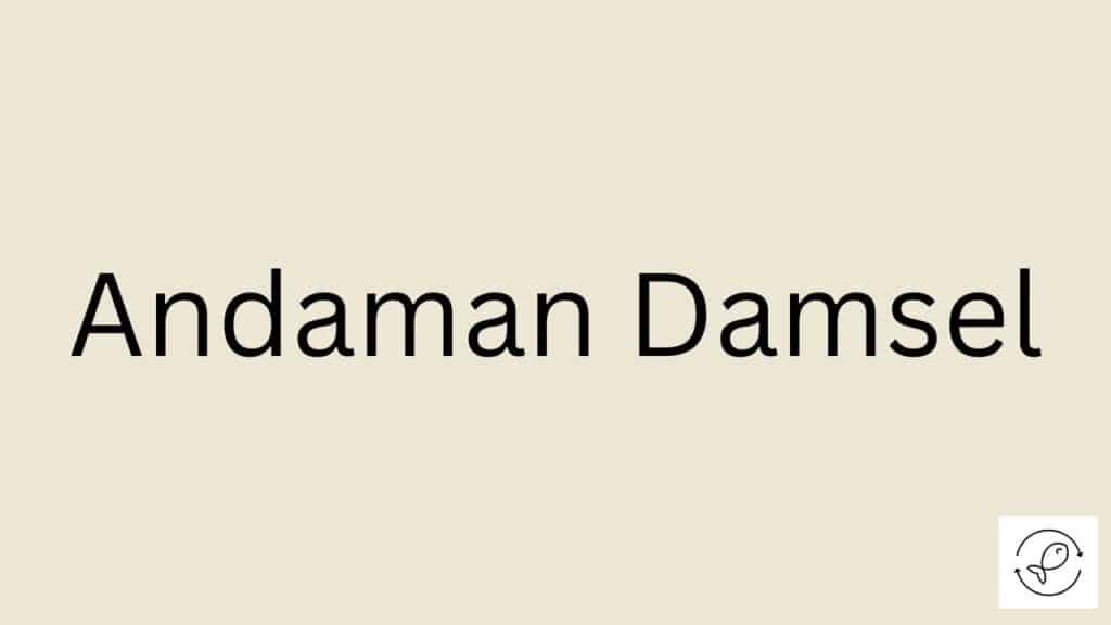 Andaman Damsel Featured Image