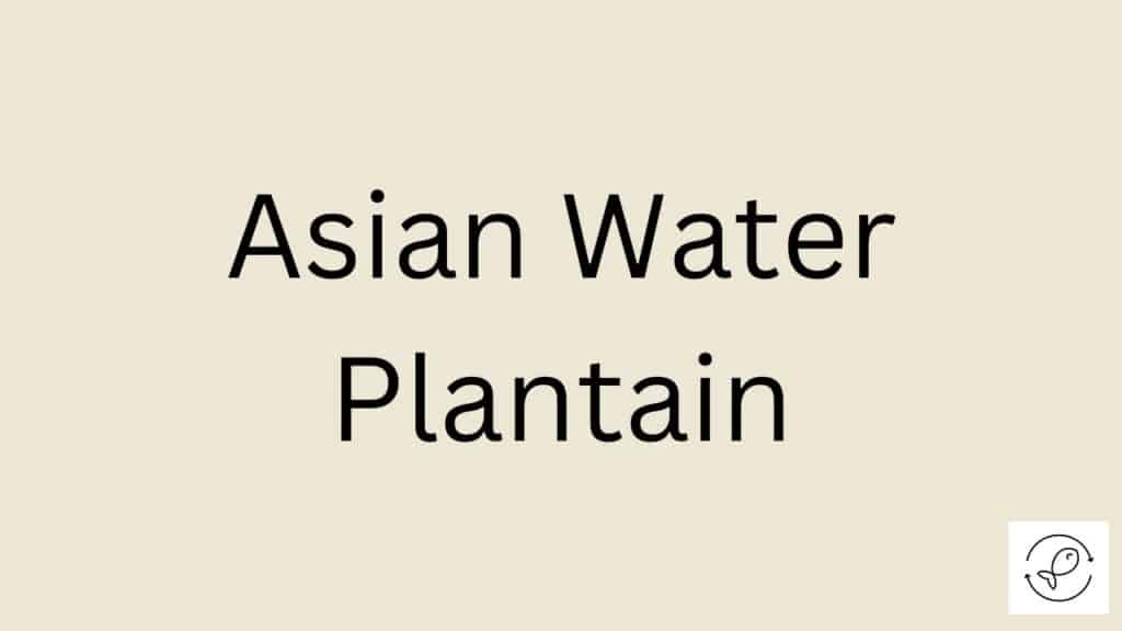 Asian Water Plantain Featured Image