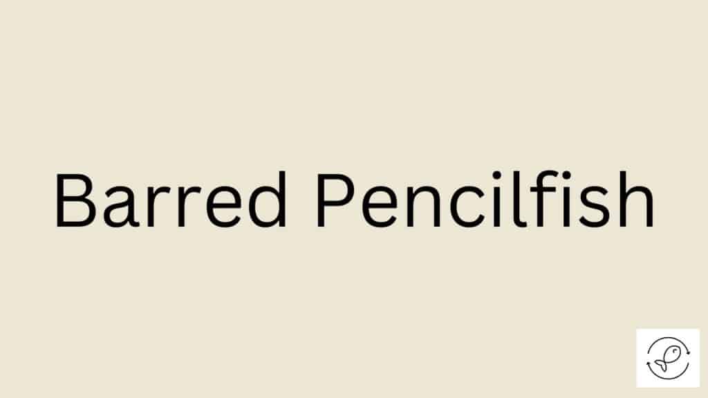 Barred Pencilfish Featured Image