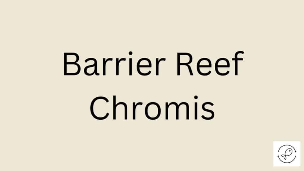 Barrier Reef Chromis Featured Image
