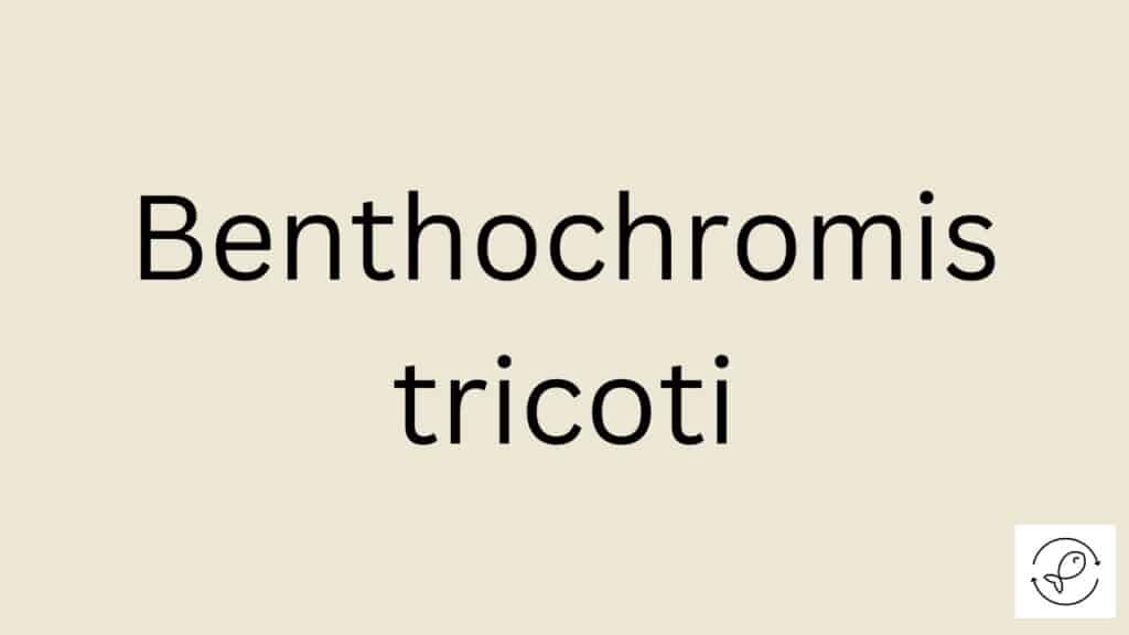 Benthochromis tricoti Featured Image