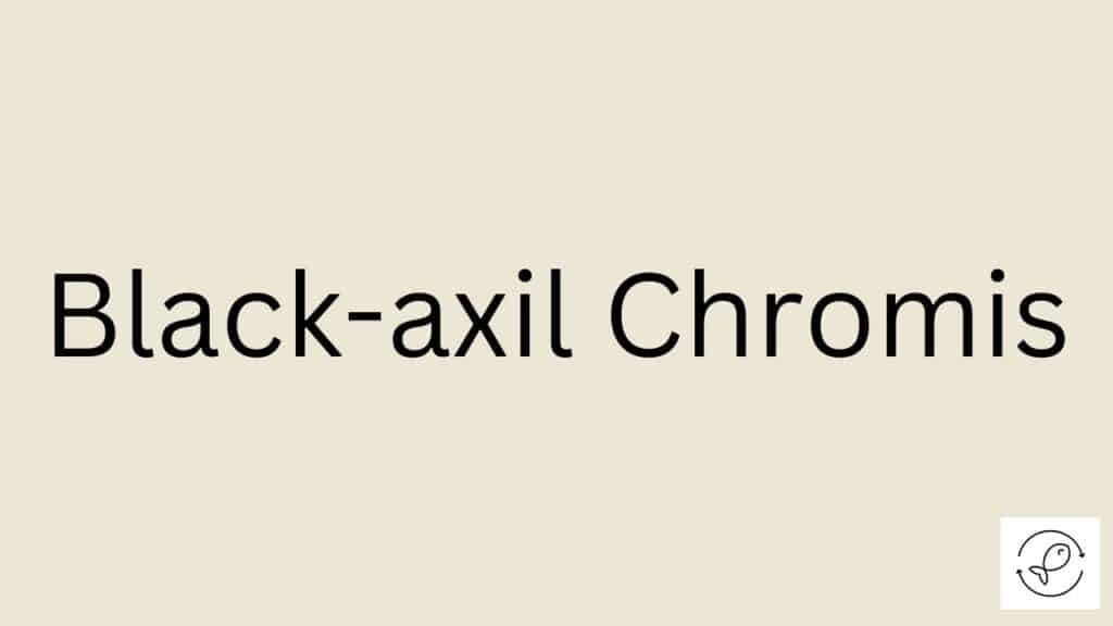 Black-axil Chromis Featured Image