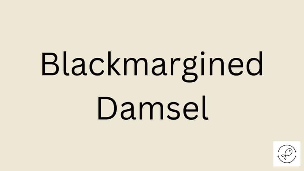 Blackmargined Damsel Featured Image