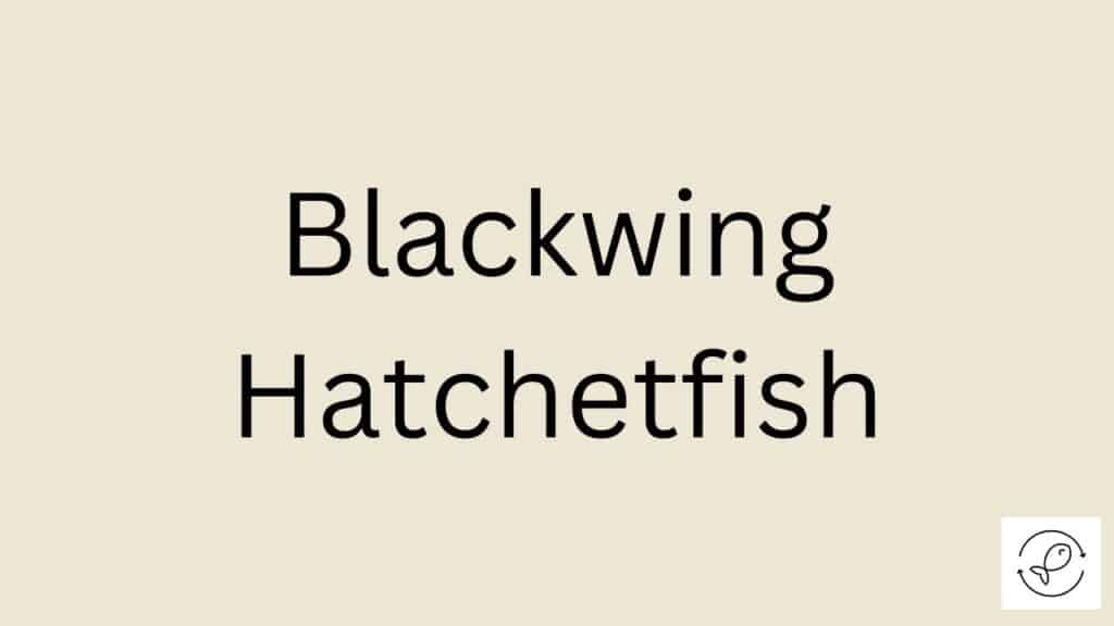 Blackwing Hatchetfish Featured Image