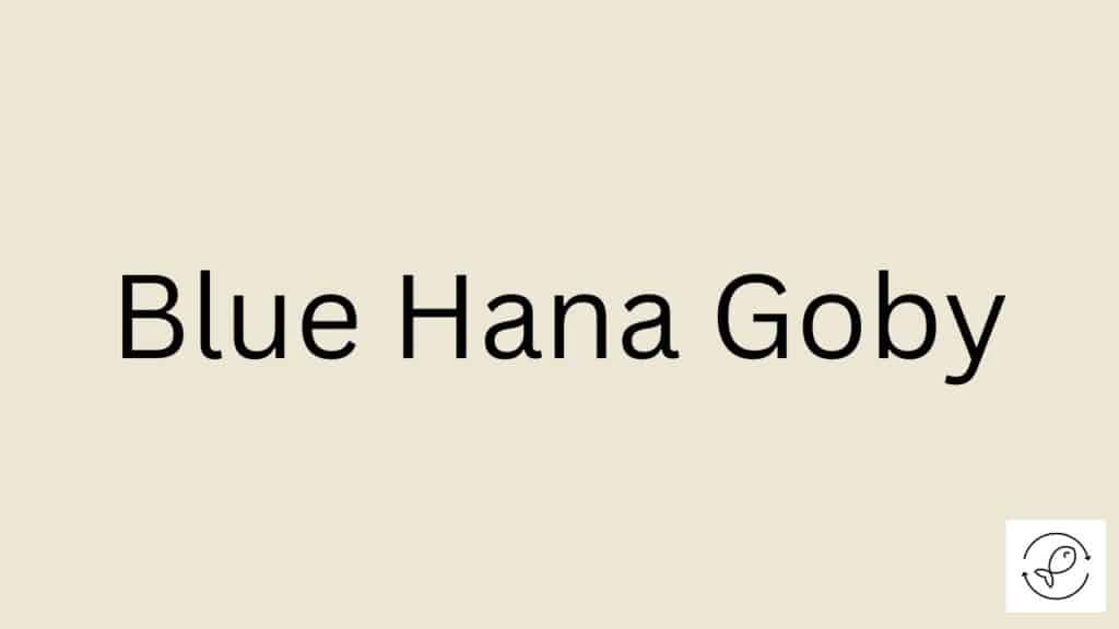 Blue Hana Goby Featured Image