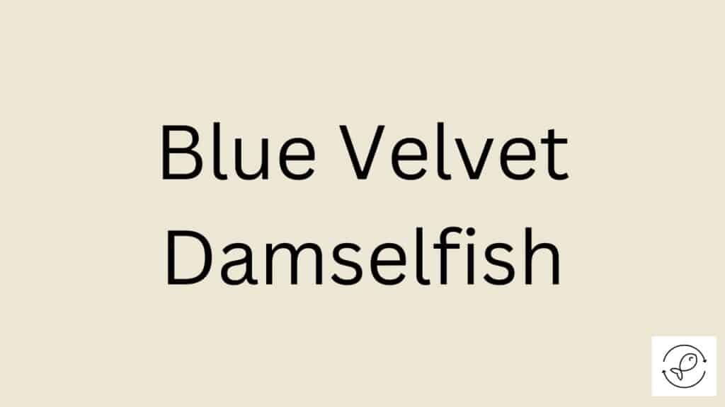 Blue Velvet Damselfish Featured Image