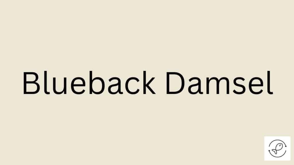 Blueback Damsel Featured Image
