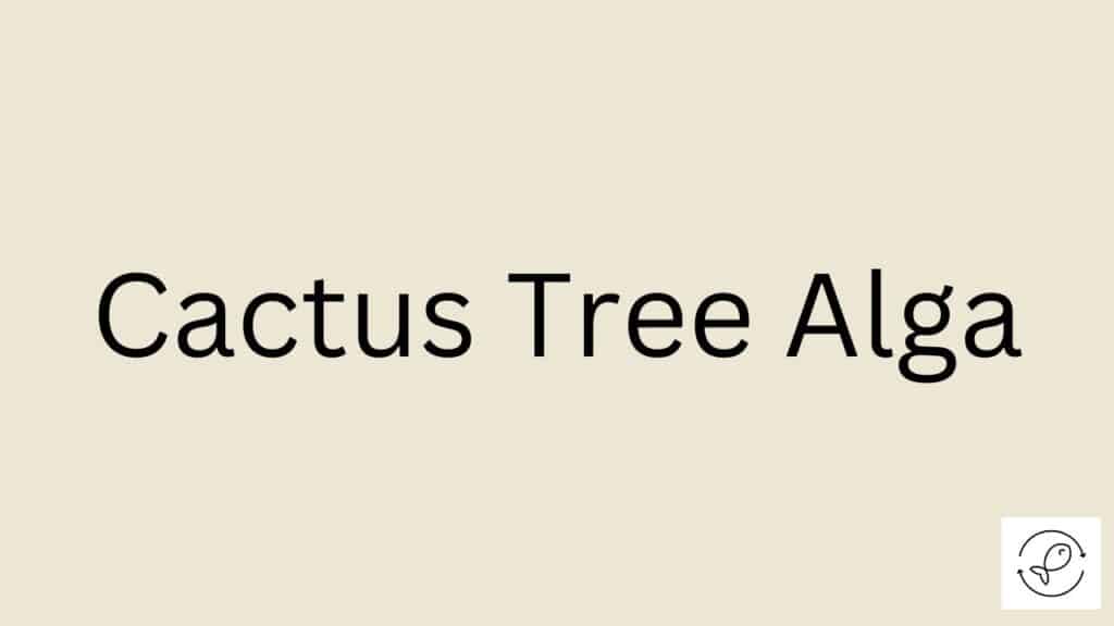 Cactus Tree Alga Featured Image