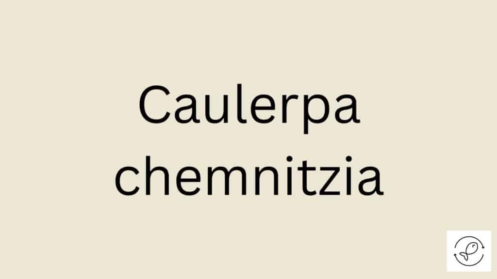 Caulerpa chemnitzia Featured Image