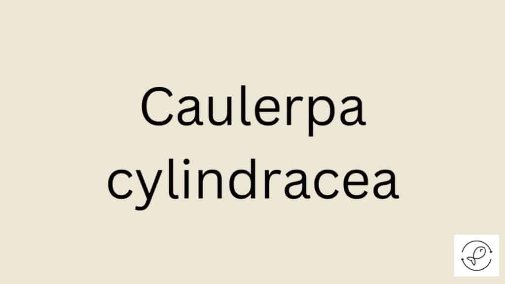 Caulerpa cylindracea Featured Image