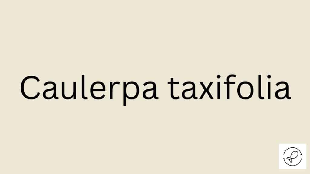 Caulerpa taxifolia Featured Image