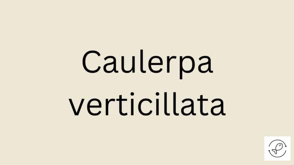 Caulerpa verticillata Featured Image