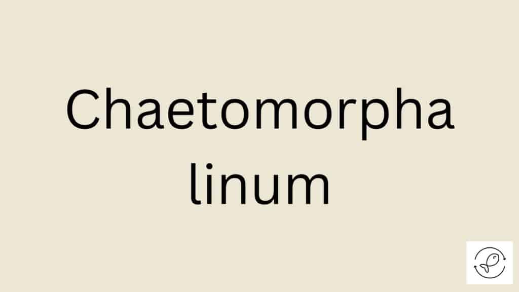 Chaetomorpha linum Featured Image