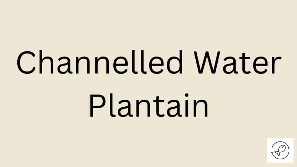 Channelled Water Plantain Featured Image