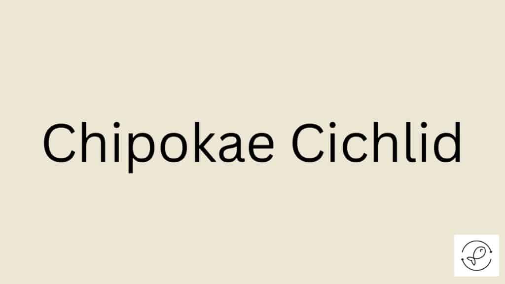 Chipokae Cichlid Featured Image