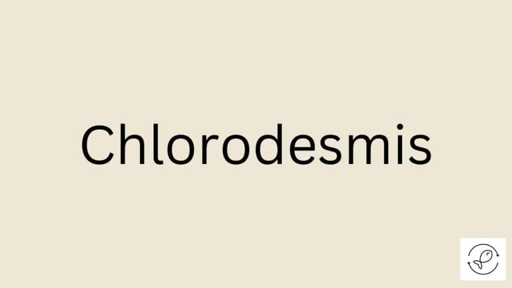 Chlorodesmis Featured Image