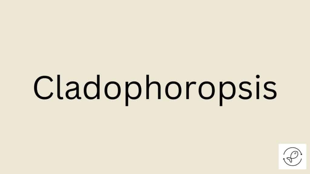 Cladophoropsis Featured Image