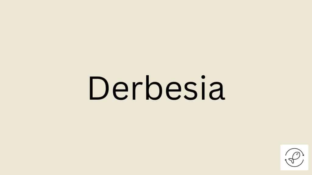 Derbesia Featured Image