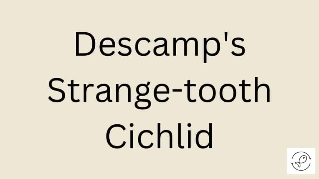 Descamp's Strange-tooth Cichlid Featured Image
