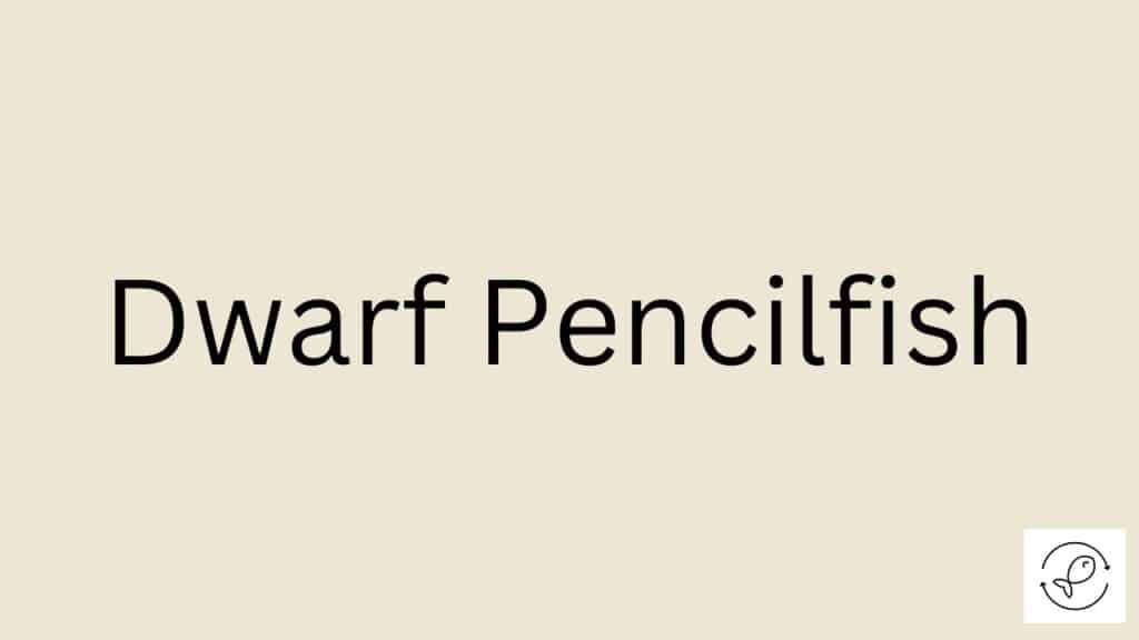 Dwarf Pencilfish Featured Image