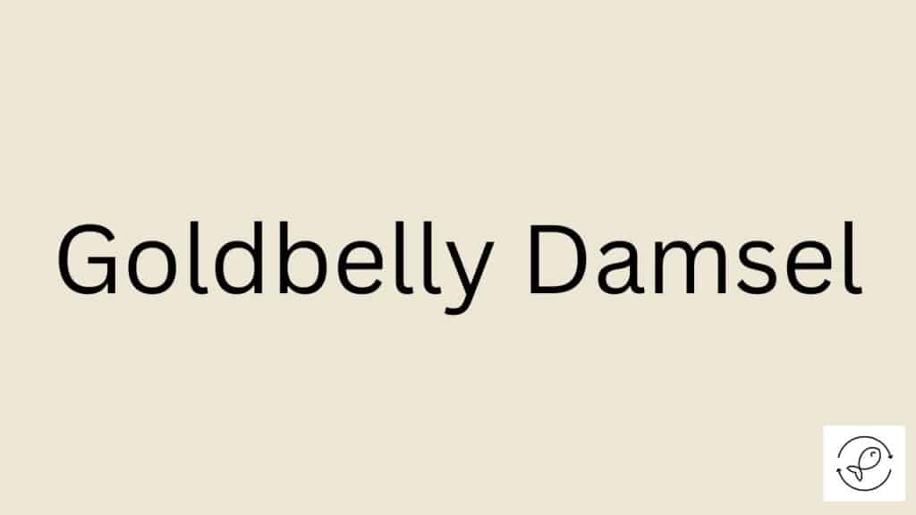 Goldbelly Damsel Featured Image