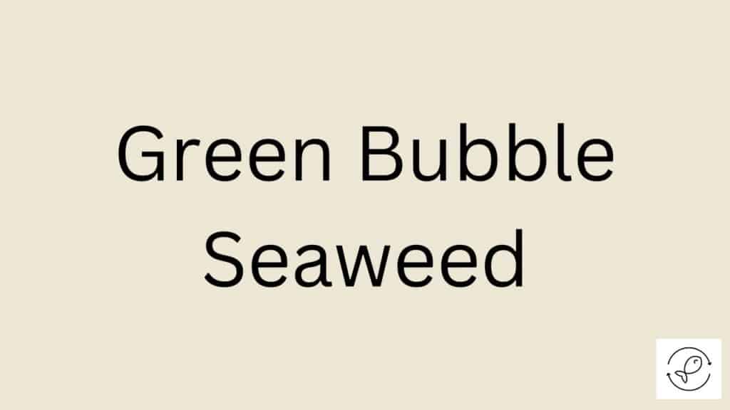 Green Bubble Seaweed Featured Image