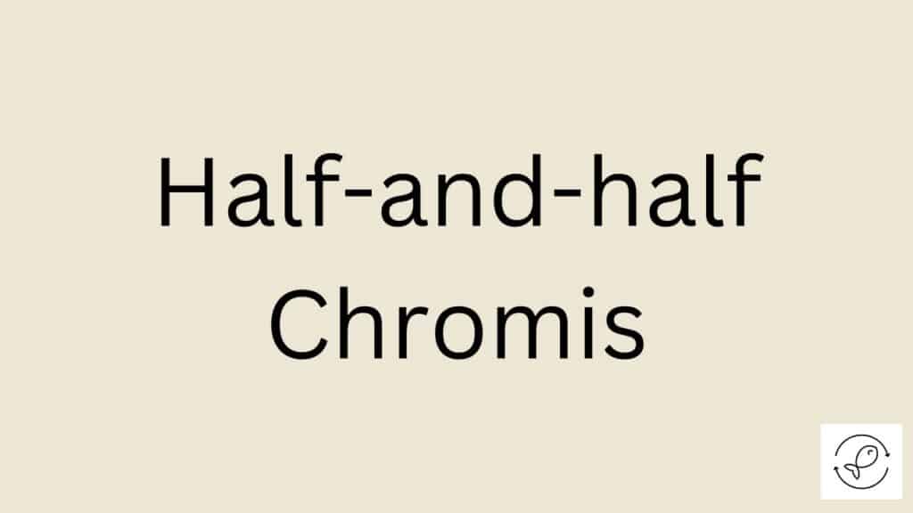 Half-and-half Chromis Featured Image