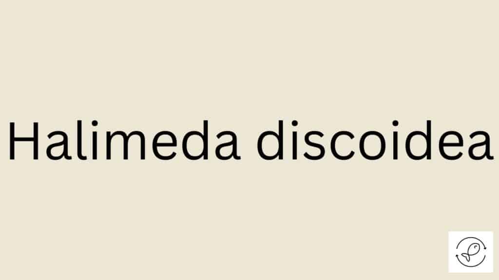 Halimeda discoidea Featured Image