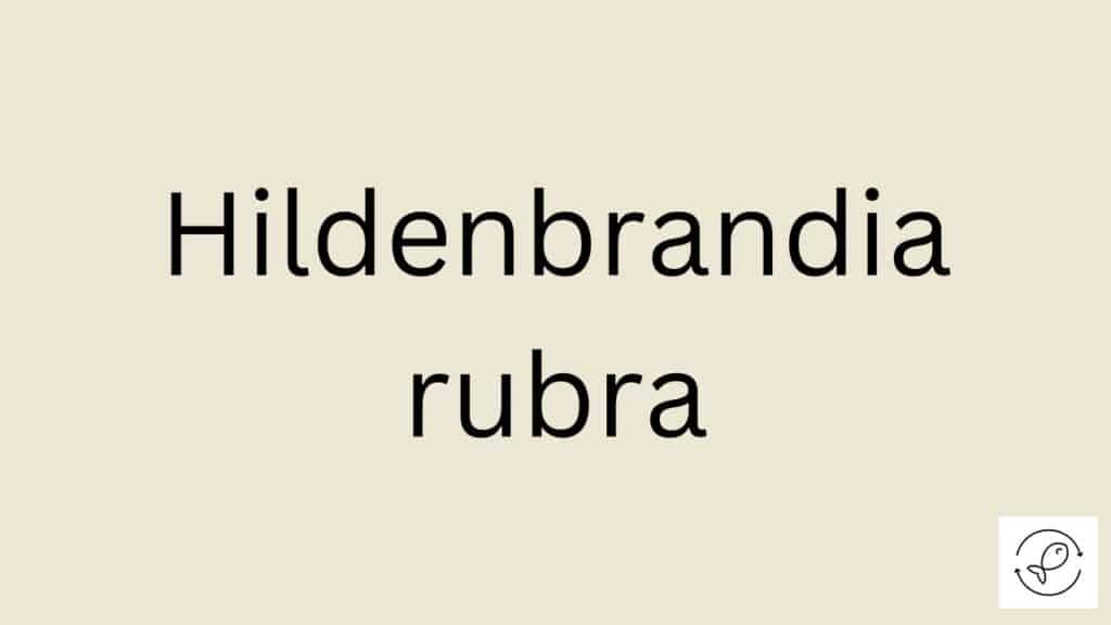 Hildenbrandia rubra Featured Image