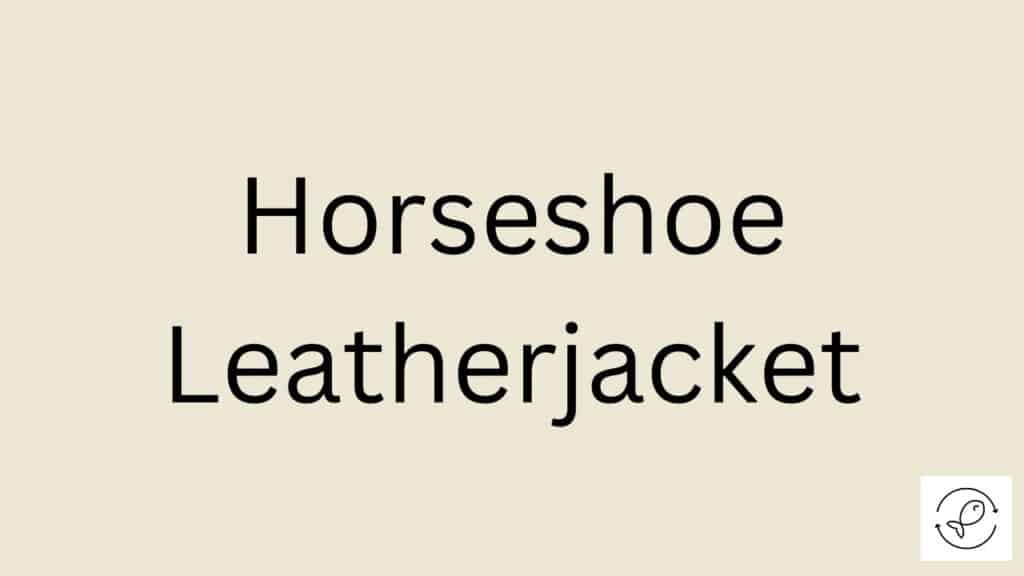 Horseshoe Leatherjacket Featured Image